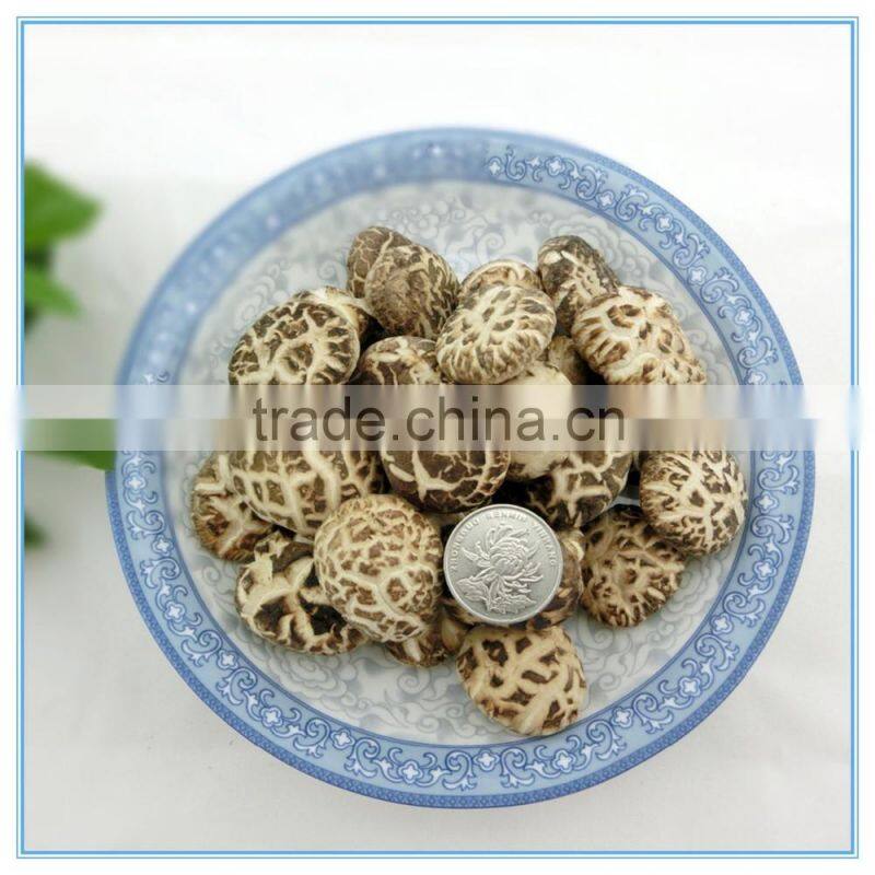 Winter Mushroom, Donko Shiitake Mushroom Spawn