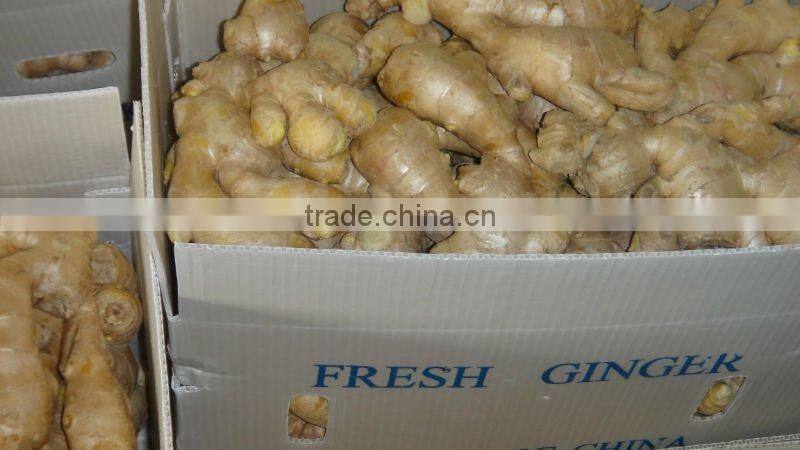 Fresh mature fat ginger