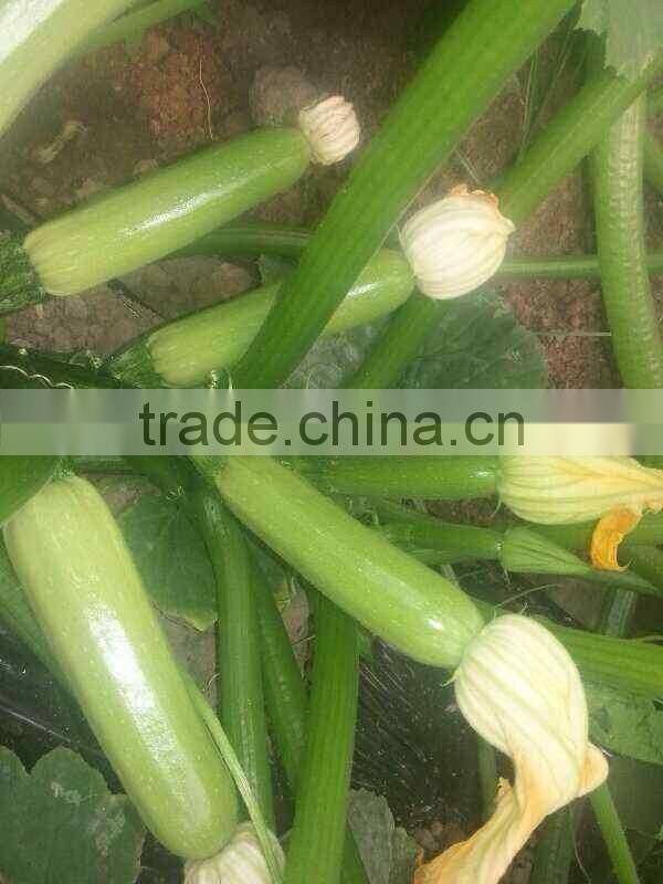 JSQ04 high yield Nick no. 8 planting in zucchini seeds, squash seeds f1