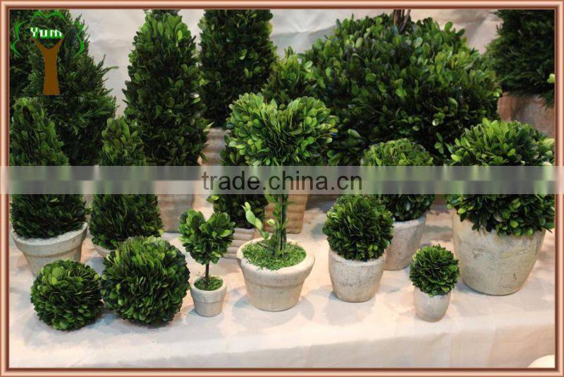Commercial decorative preserved spiral boxwood topiary