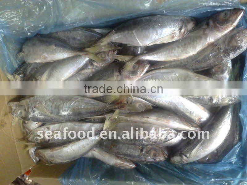 Frozen horse mackerel fish with whole round