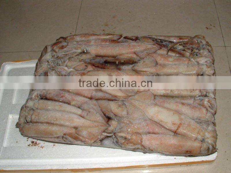 frozen whole round squid