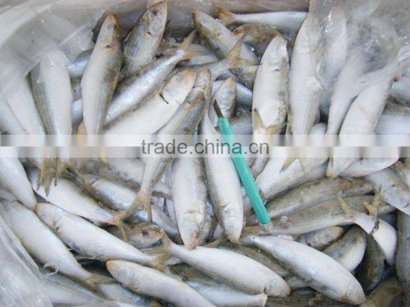 good quality sea frozen sardine on sale