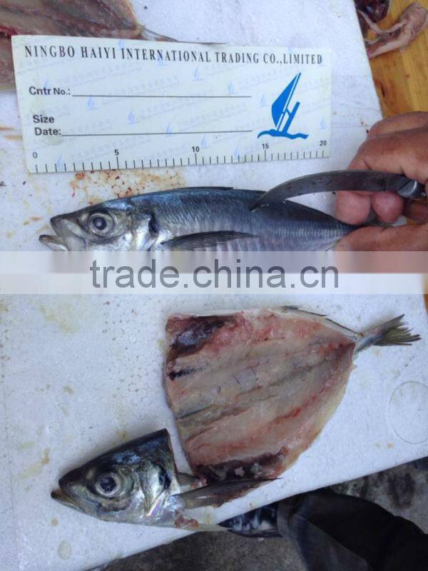 Seafrozen horse mackerel 20cm+