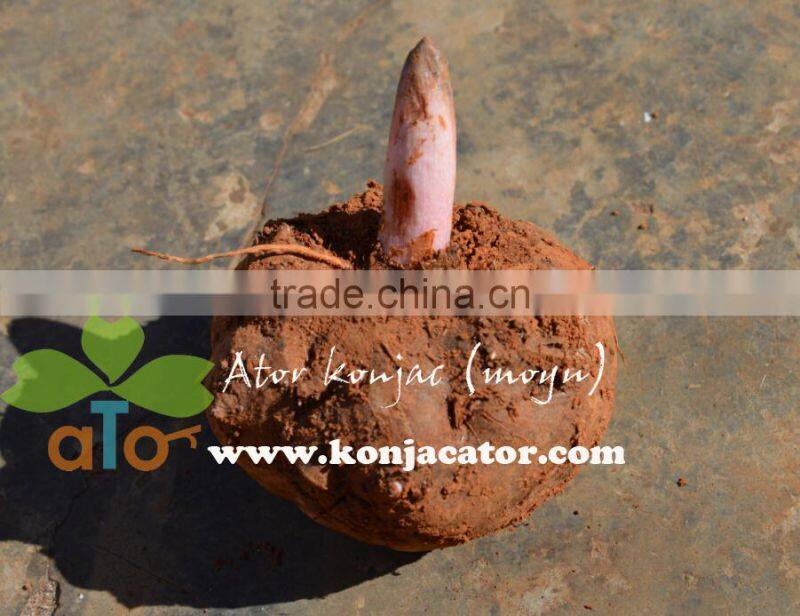 konjac noodles,shirataki tofu, slimming health food