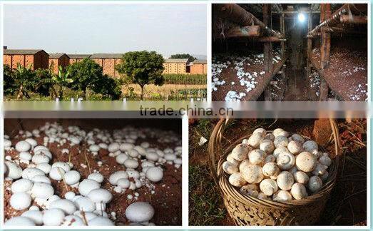 Preserved inteiro champignon mushroom cogumelo in tambor