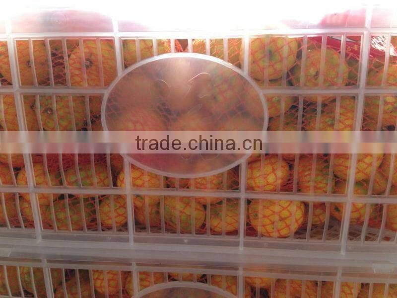 Baby mandarin/ Fresh mandarin orange/Chinese baby mandarins