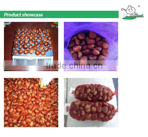 Chestnut/Fresh chestnut/ Chestnut wholesale