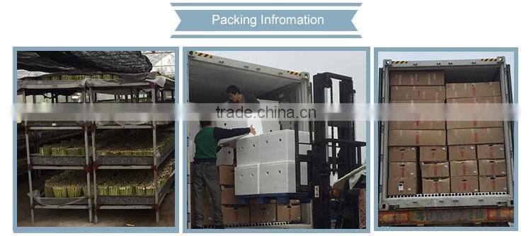 Heart shape lucky bamboo