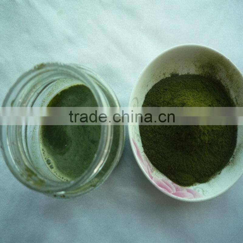 2015 Certified Organic wheat juice green powder (Triticum vulgare L.)