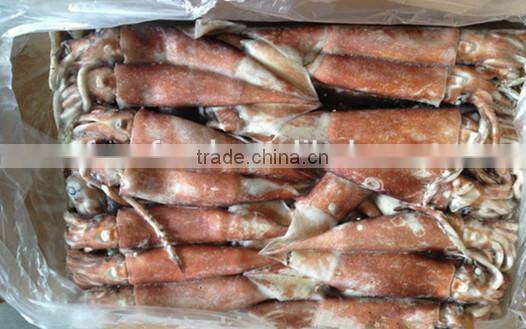 HACCP FDA ISO QS Certification Frozen Loligo Squid
