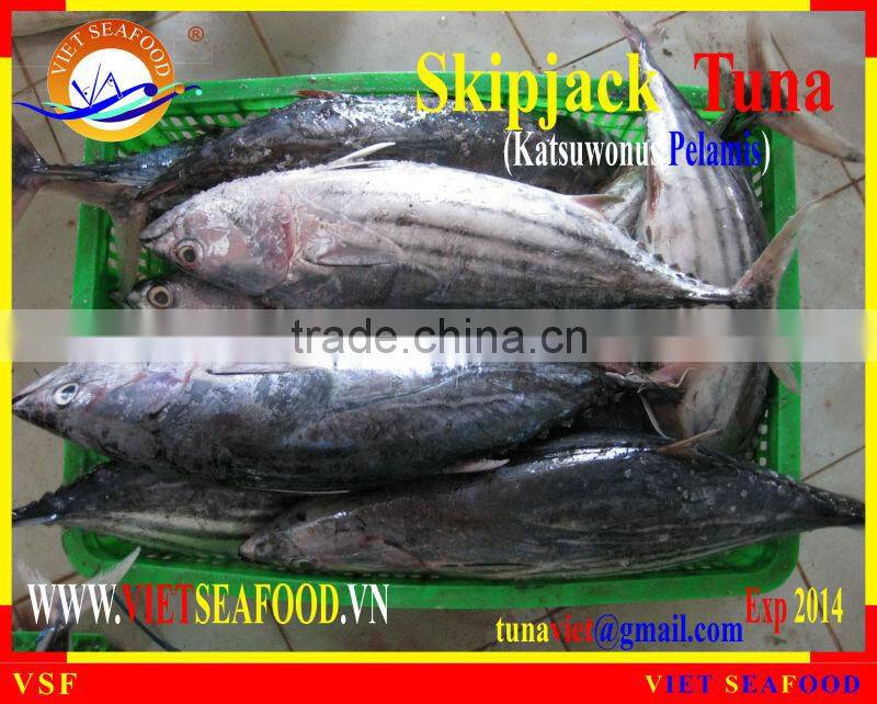 FROZEN SKIPJACK TUNA WHOLE ROUND