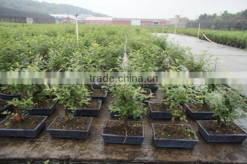 Zanthoxylum Odorum bonsai S shape
