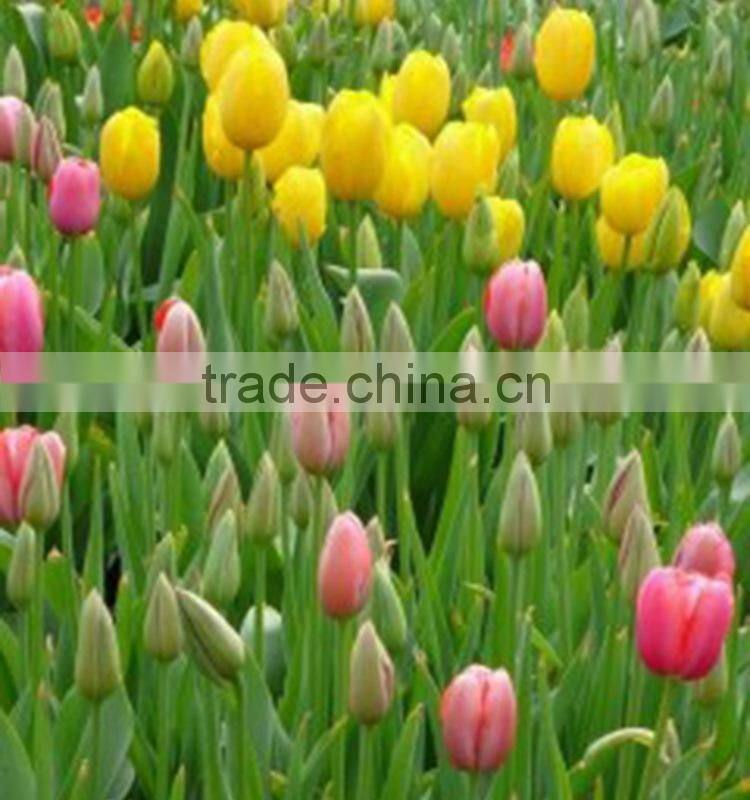 Fashionable Crazy Selling fresh cut gold tulip flower