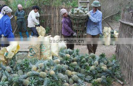 Fresh Pineapple - new crop of premium quality