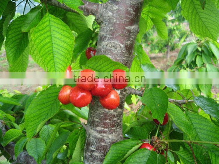 biological organic oilseed meals fertilizer