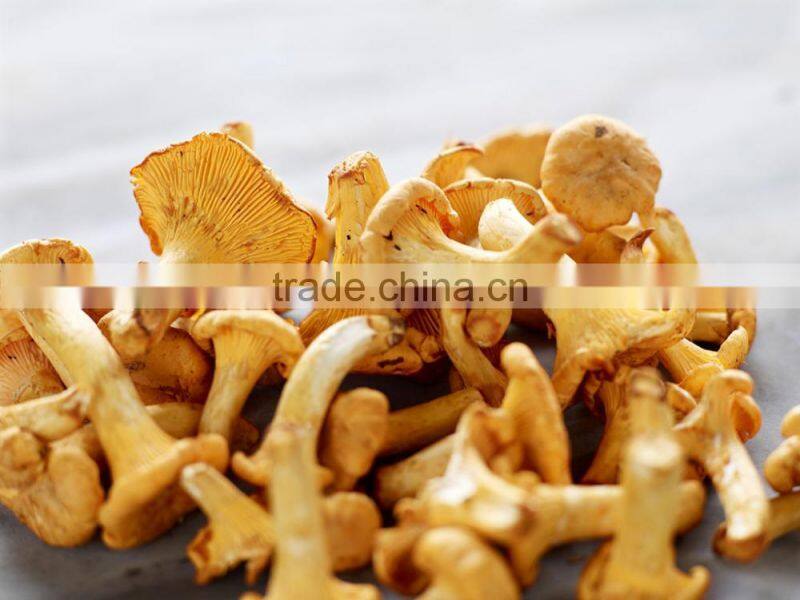 dried mushroom cantharellus cibarius