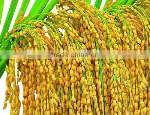 rice and wheat threshing machine on sale