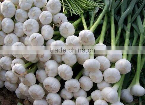 Farm machinery hand planter for garlic