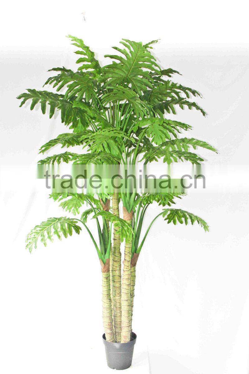 Supply evergreen bonsais