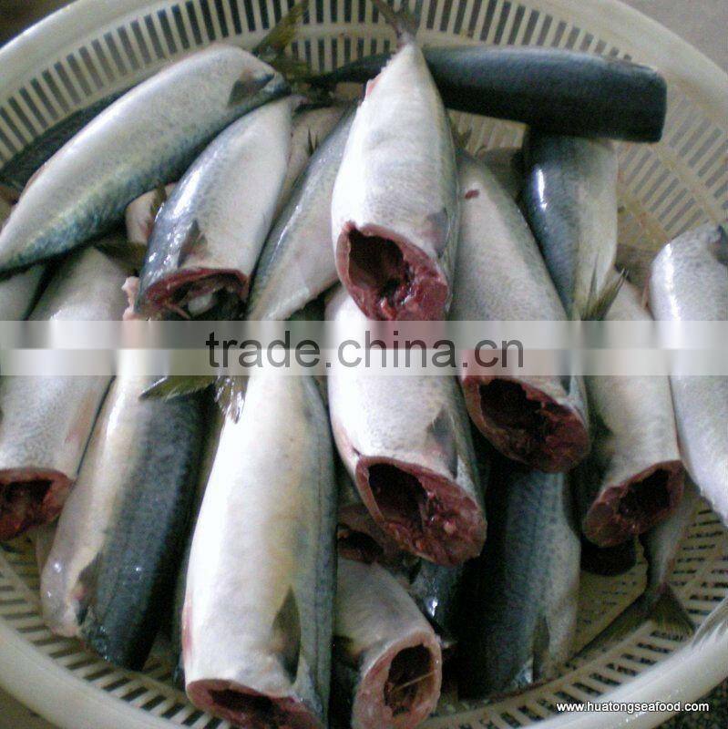 HGT horse mackerel seafood mackerel
