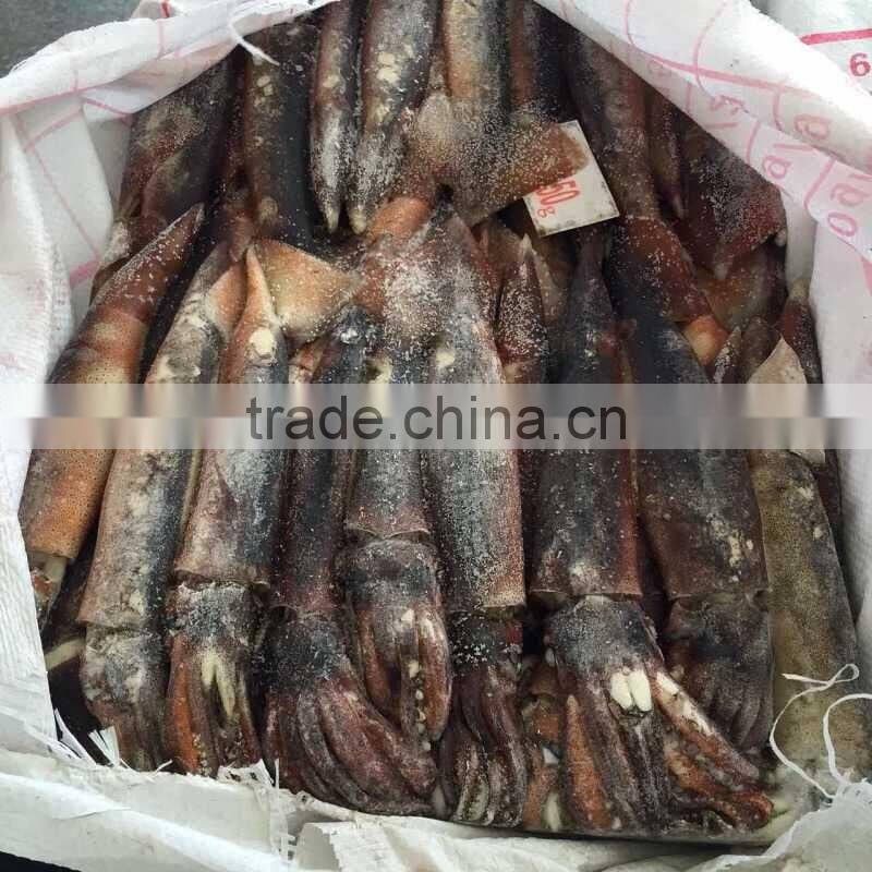 Frozen Seafood Illex Squid 100-150g