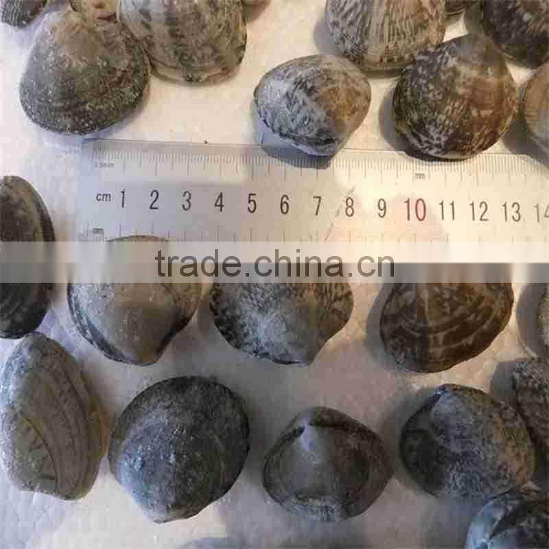Frozen all kinds of clam in wholesale clam new produced