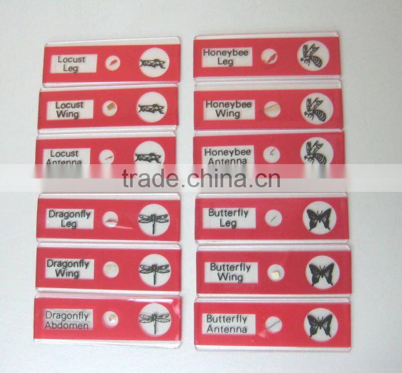 Sample Tulip pollen children miscroscopic slides