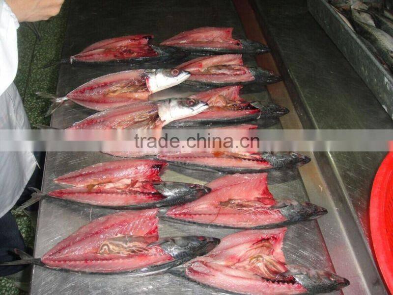 frozen seafish pacific mackerel scomber flaps/fillets