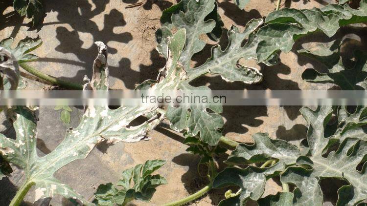 water soluble powder natural bio organic fungicide for herb,vegetalbe plant