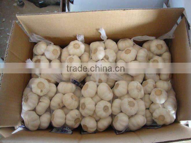 Chinese Fresh White Galic