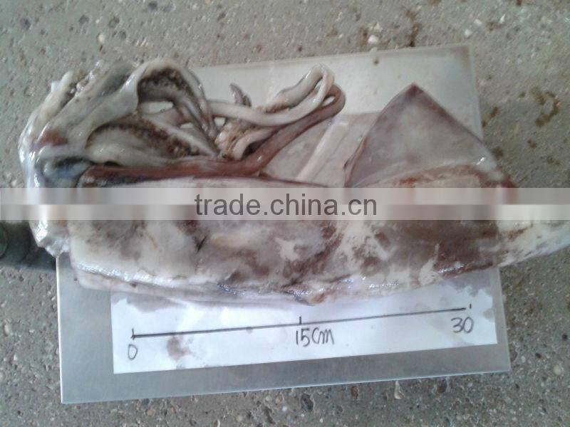 MEXICAN GIANT SQUID WINGS