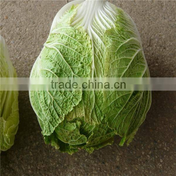 Hot sale Chinese Big White long Cabbage