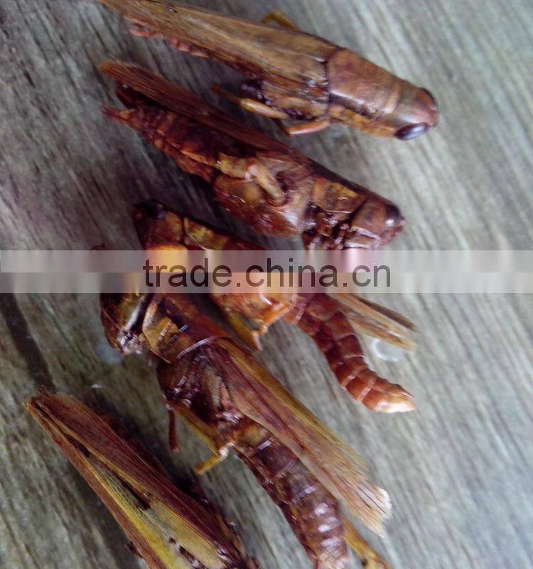 Poultry feed raw materials dried grasshopper