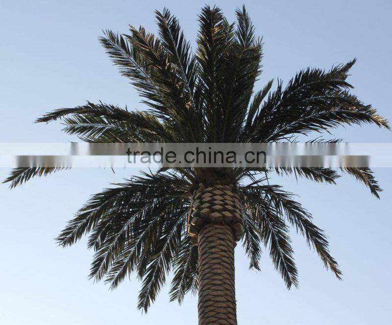 cheap artificial palm tree date palm for out door decorative