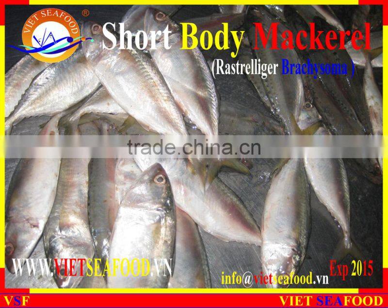 FROZEN SHORT BODY MACKEREL WHOLE ROUND