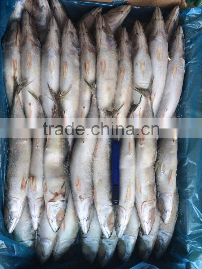 Frozen mackerel 200-300g W/R scomber japonicus