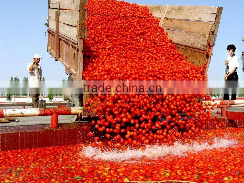 tomato paste