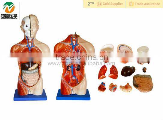 Human body Anatomical male torso model with organ