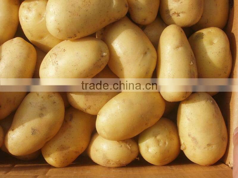 High quality holland potato from China