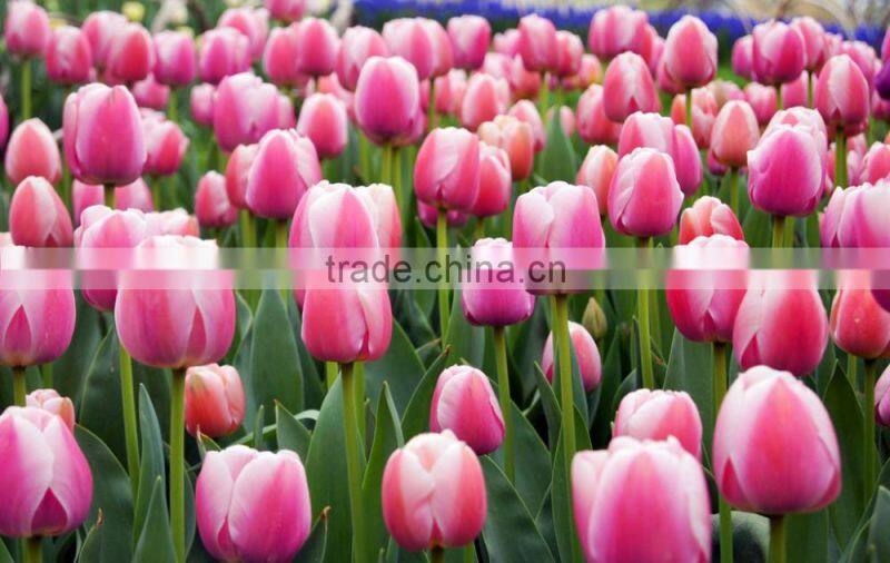 2016 high quality beautiful cut white tulip flower from kunming