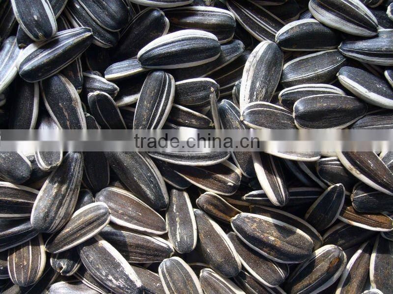 black sunflower seeds