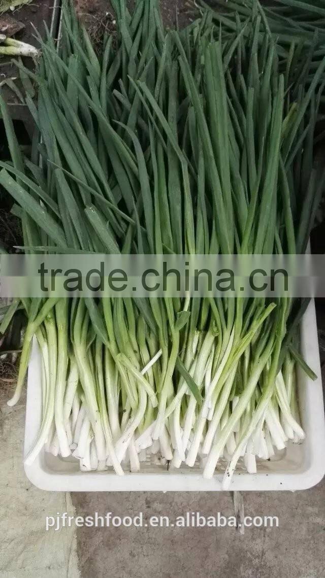 IQF Scallions Export to UK