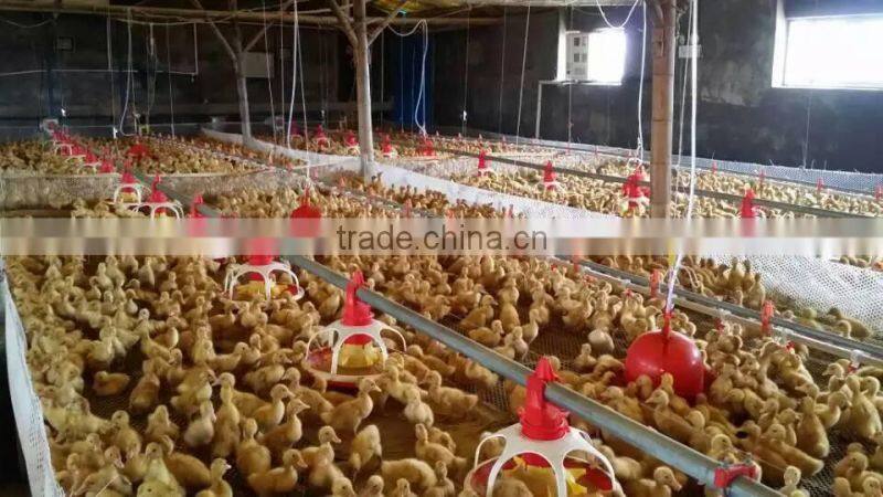 New poultry equipment feeder and drinker