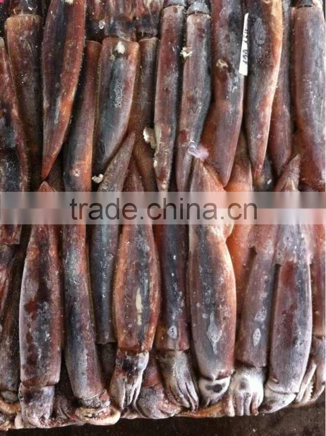 mexico geoduck of illex squid