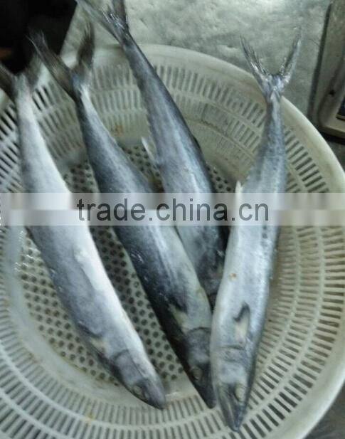 Frozen Spotted Spainsh Mackerel