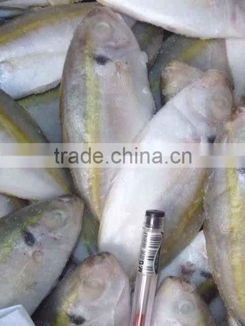 Frozen Seafood Horse Mackerel Fish Suppliers in China