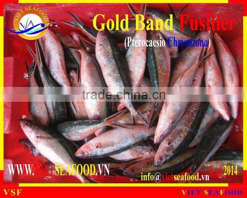 W/R FROZEN GOLD BAND FUSILIER