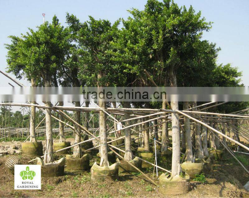 Ficus nitida tropical tree for landscaping