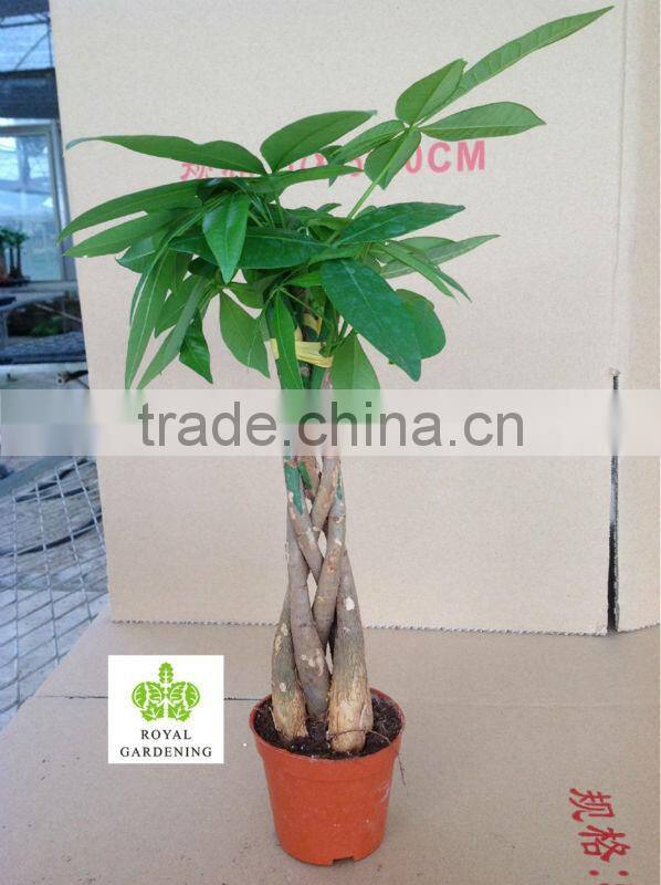 Pachira aquatica five braided